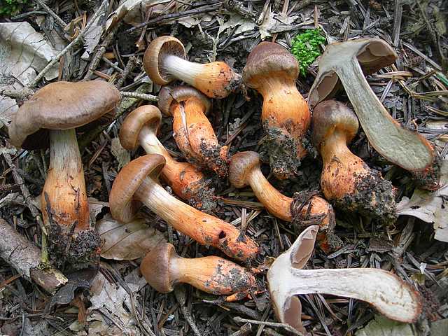 Cortinarius (Telamonia) bulliardii (Pers.) Fr.
